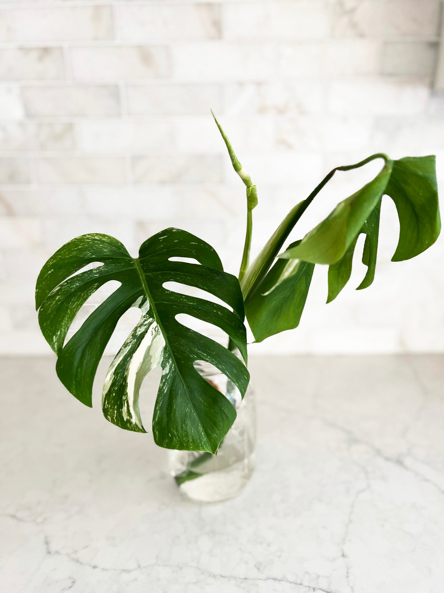 monstera v Beautiful Variegated Monstera Cutting - 3 Leaves