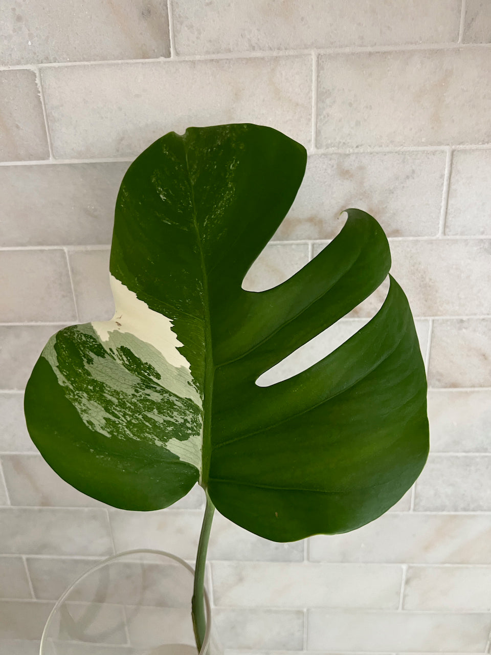 Father’s Day Gift Set — Variegated Monstera Albo Cutting + Premium T-Shirt