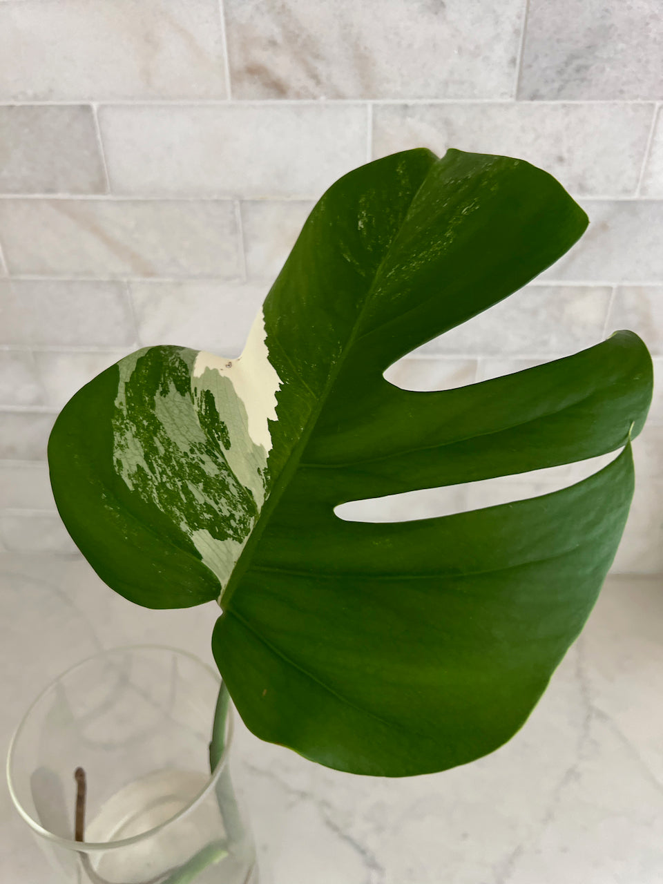 Father’s Day Gift Set — Variegated Monstera Albo Cutting + Premium T-Shirt