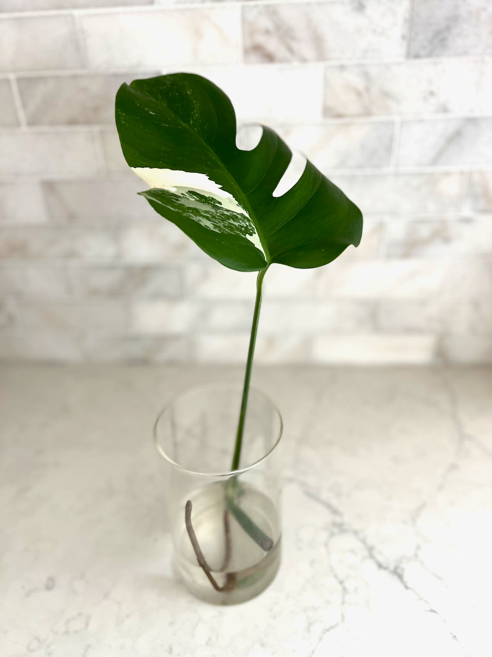 Father’s Day Gift Set — Variegated Monstera Albo Cutting + Premium T-Shirt