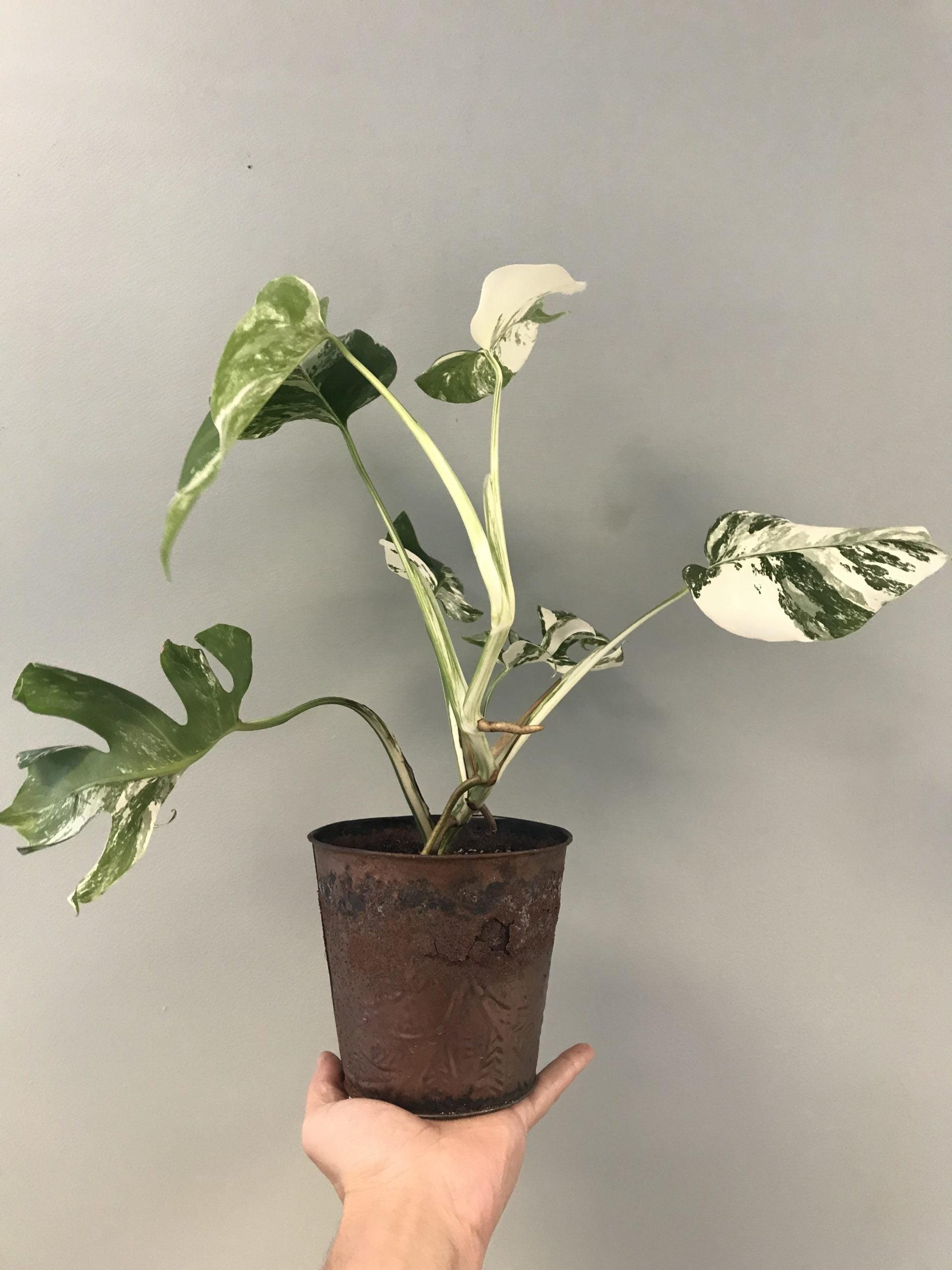 White Variegated Monstera Deliciosa