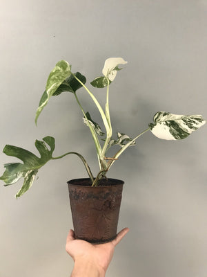 White Variegated Monstera Deliciosa