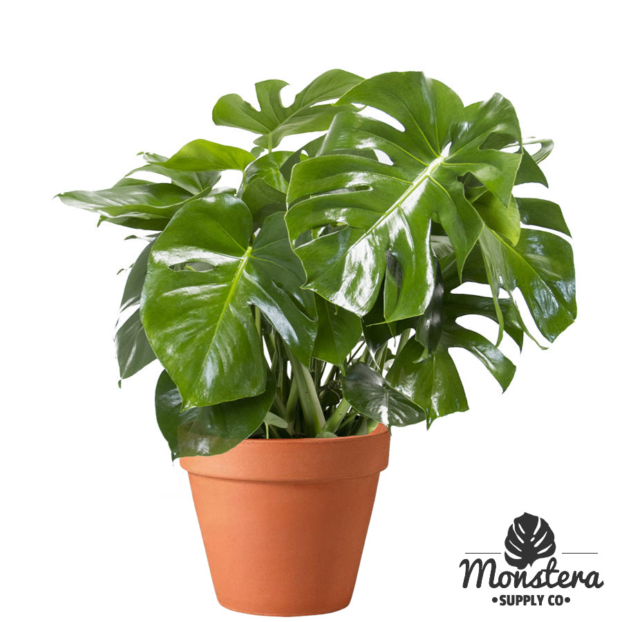swiss cheese plants for sale Monstera Deliciosa Plant – Monstera Supply Co