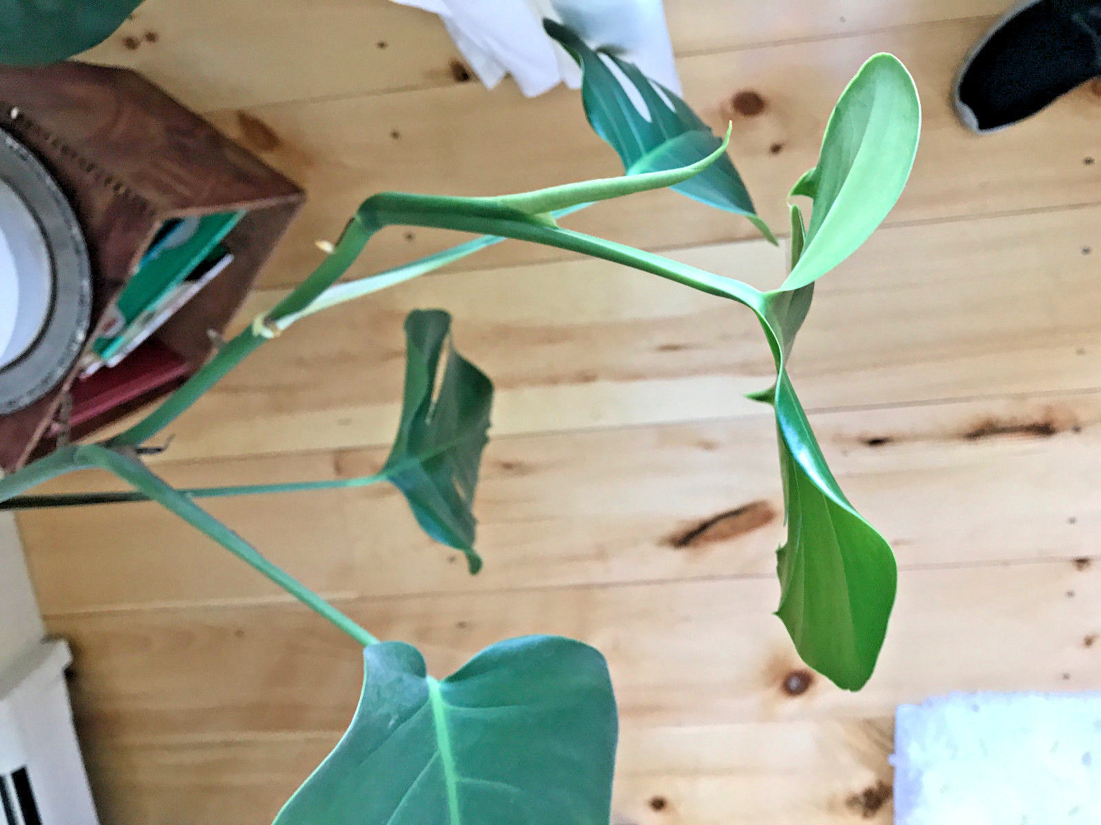 monstera cuttings