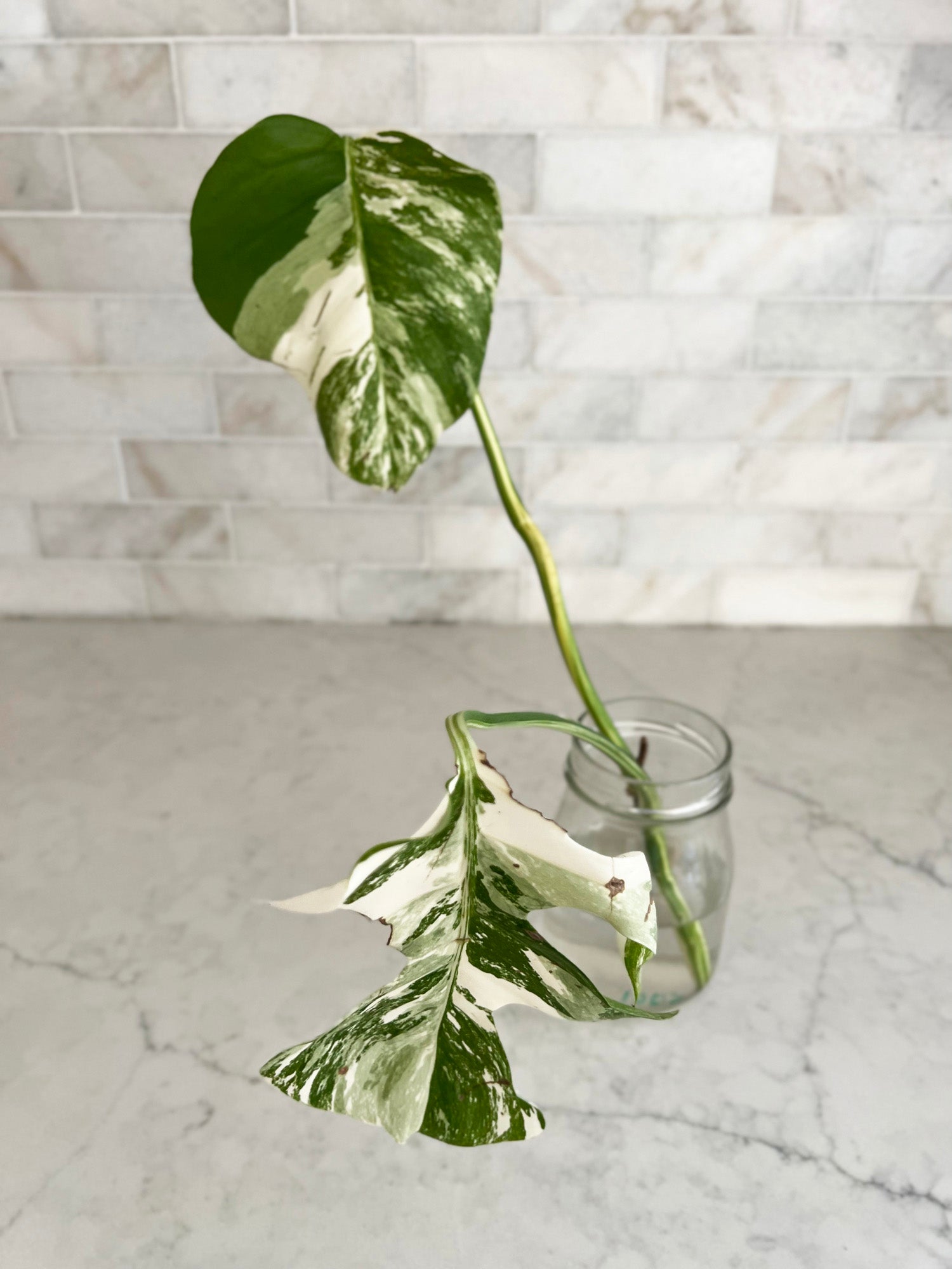 High White Variegation Monstera Cutting with Great Stem Variegation