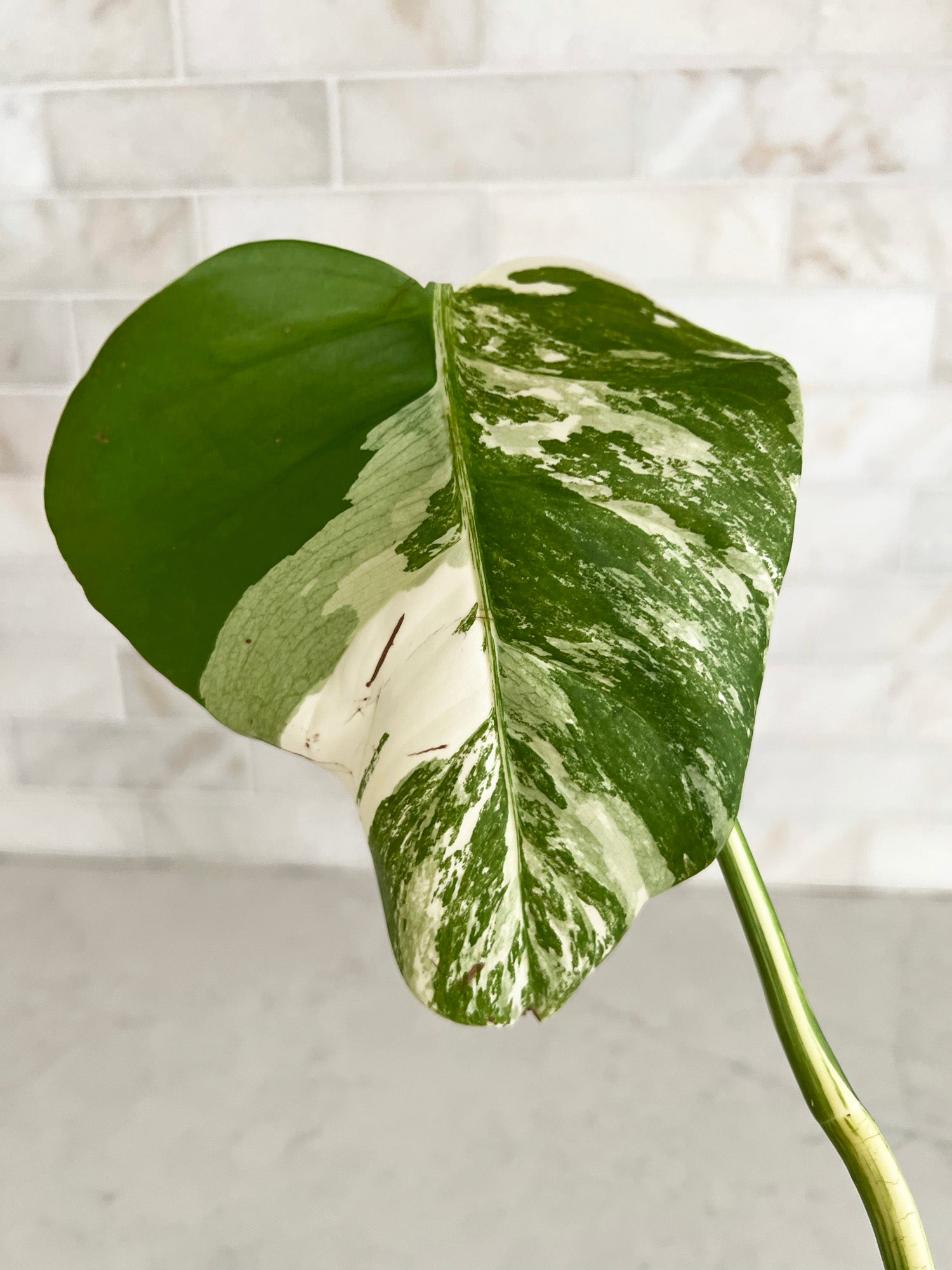 High White Variegation Monstera Cutting with Great Stem Variegation