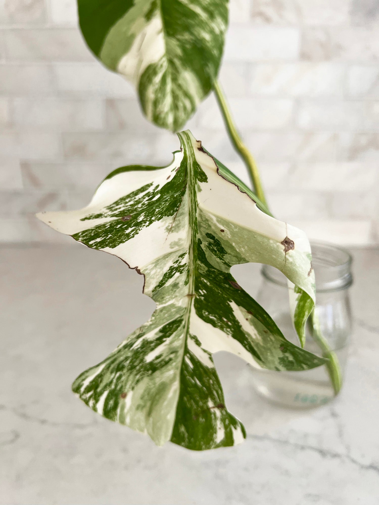 High White Variegation Monstera Cutting with Great Stem Variegation