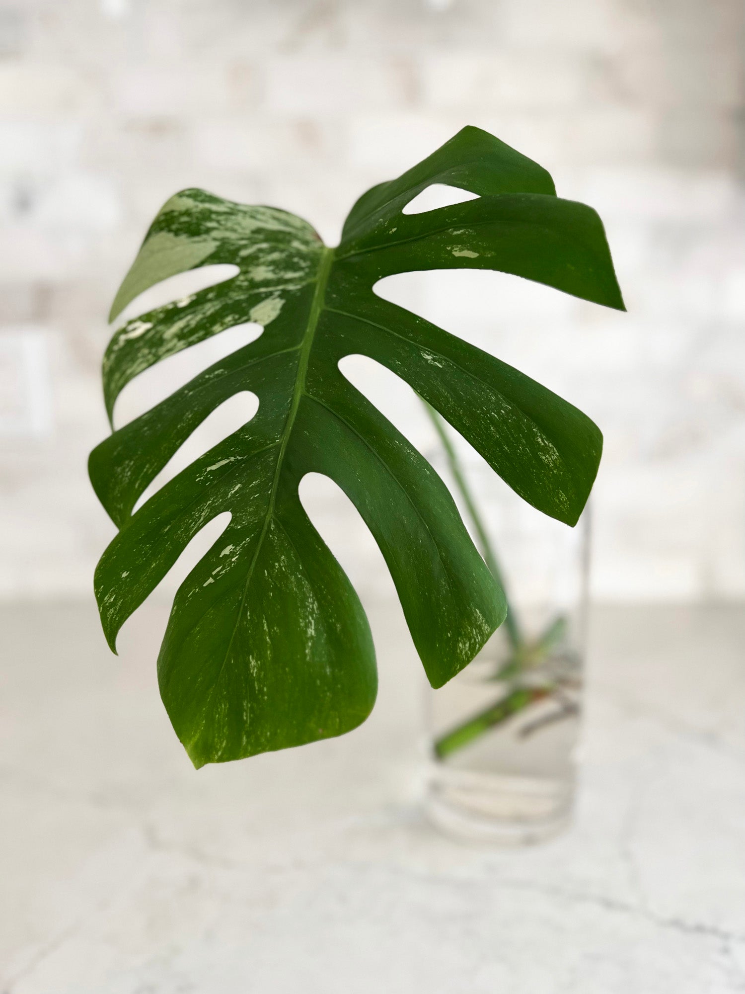 Large Leaf Variegated Monstera Cutting with 1 Large Mature Leaf