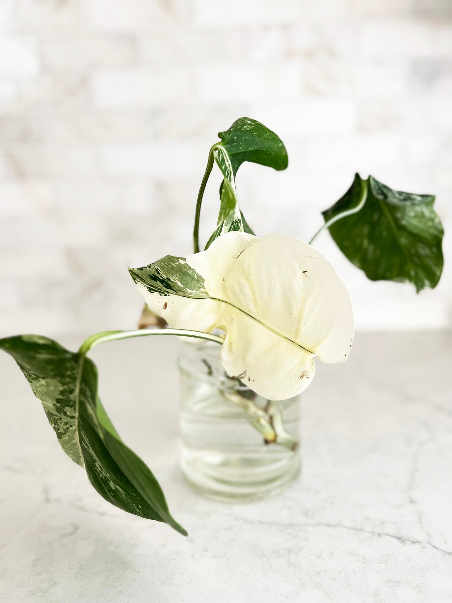 artificial variegated monstera Variegated Monstera Albo Borsigiana Cutting - 4 Leaves