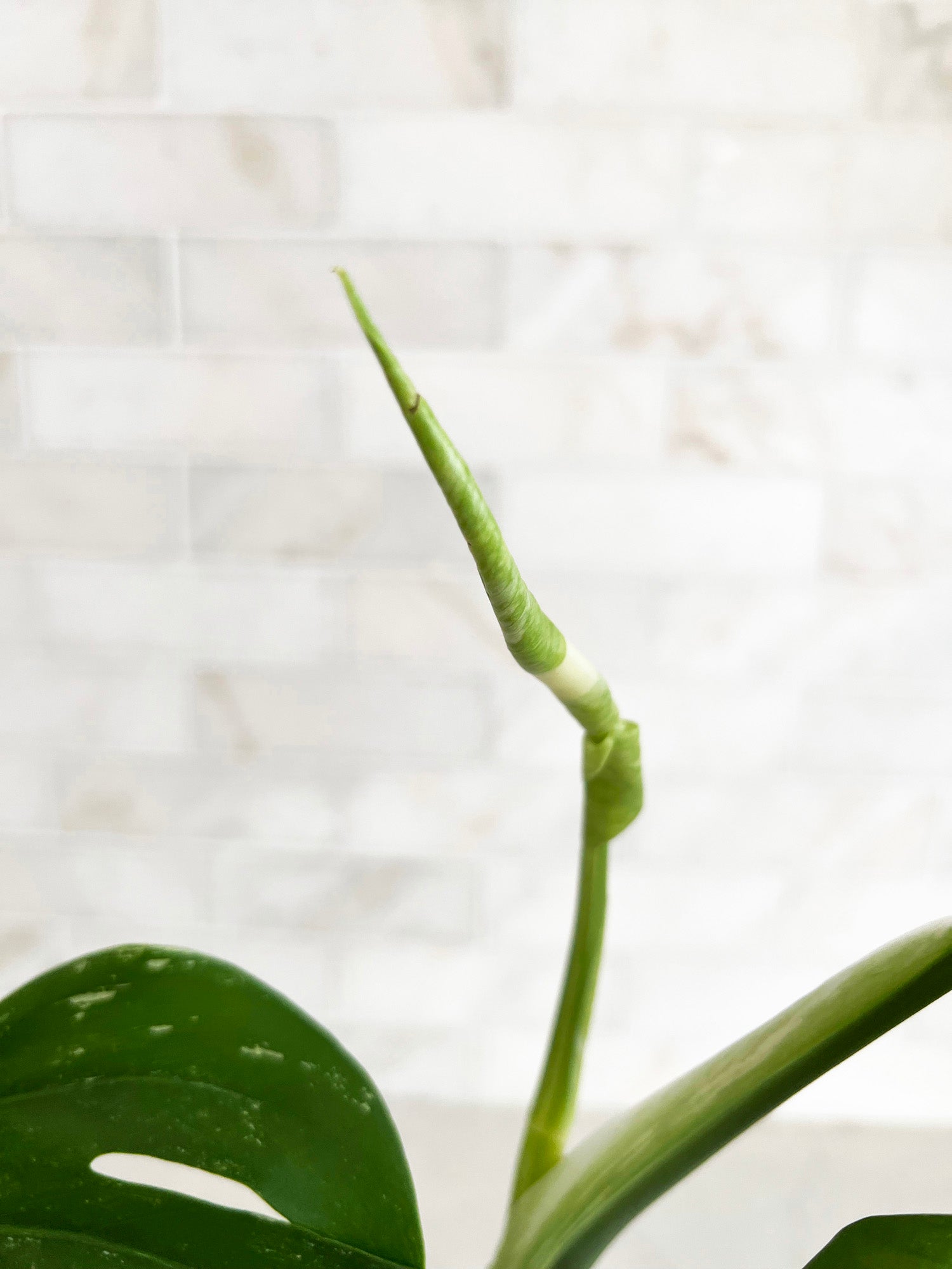 Beautiful Variegated Monstera Cutting - 3 Leaves - One Perfect White Variegation Blend