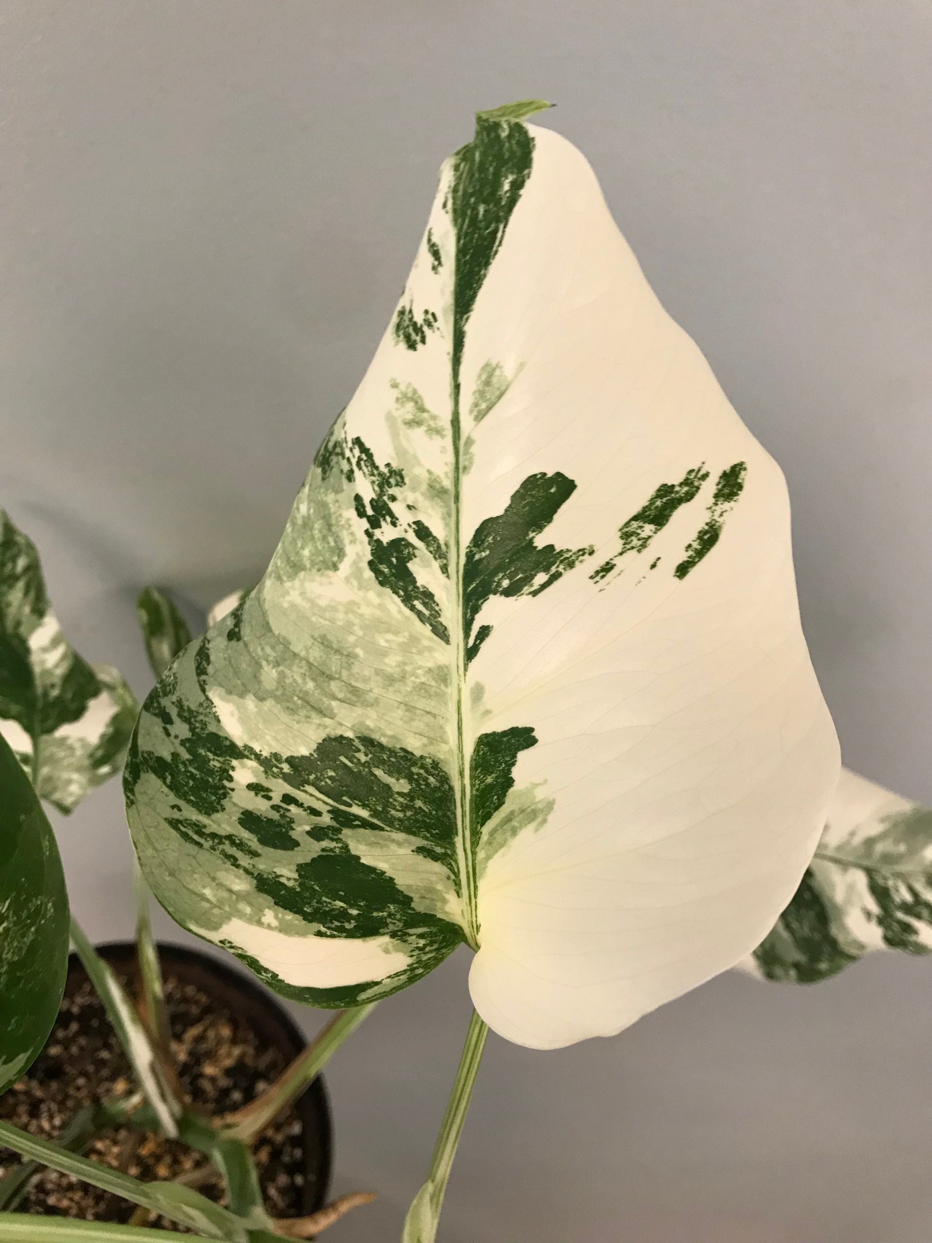 Rare White Variegated Monstera Deliciosa (Borsigiana) – Monstera