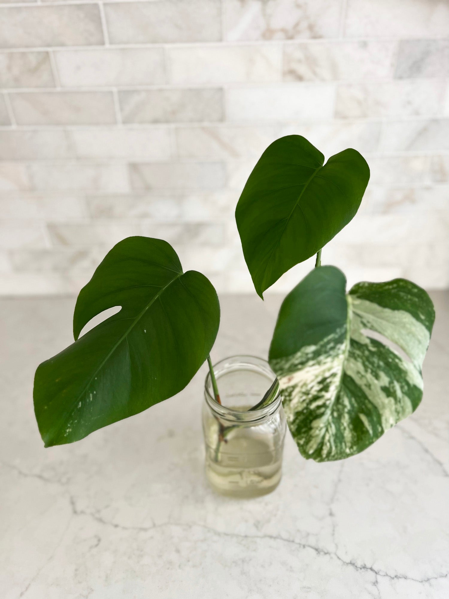 Variegated Monstera Cutting With Balanced White Green - 3 Leaves
