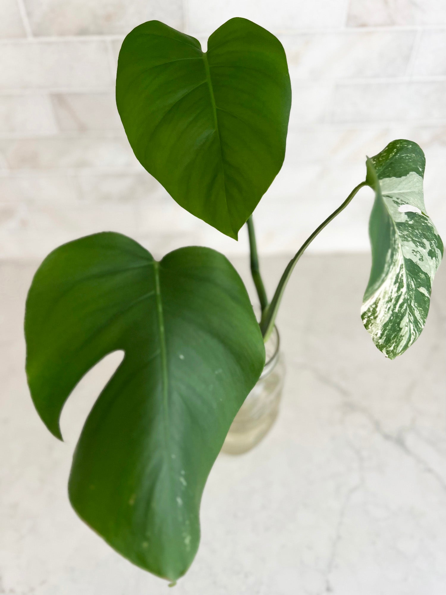 Variegated Monstera Cutting With Balanced White Green - 3 Leaves