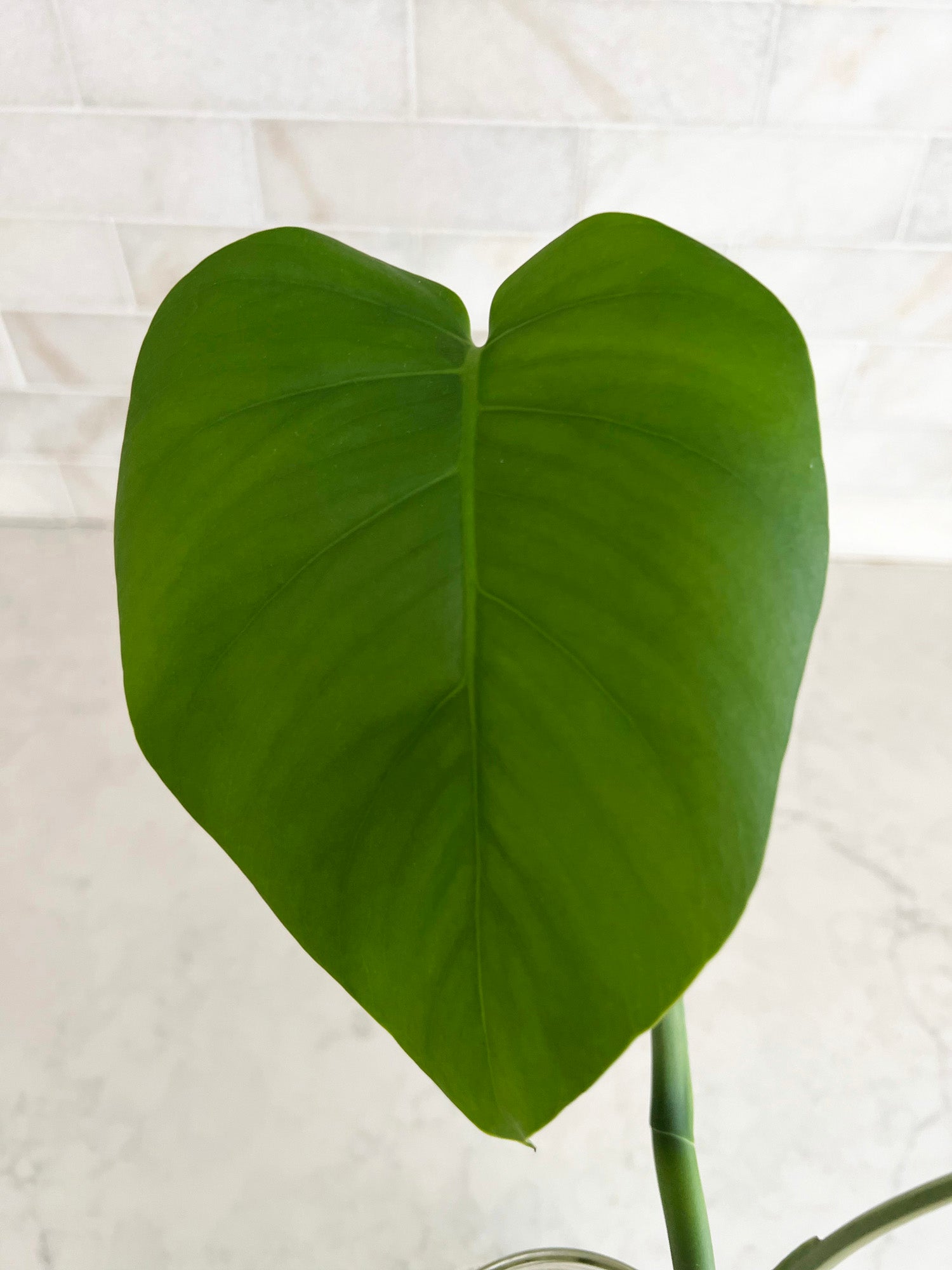 Variegated Monstera Cutting With Balanced White Green - 3 Leaves