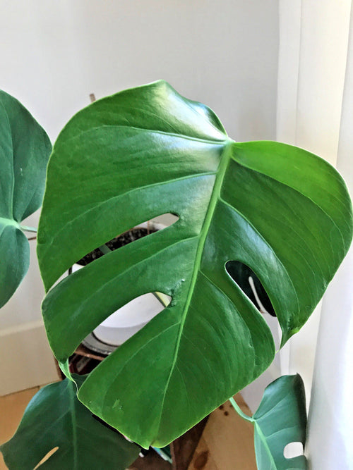 Monstera Deliciosa Cuttings for Starter Plant – Monstera Supply Co