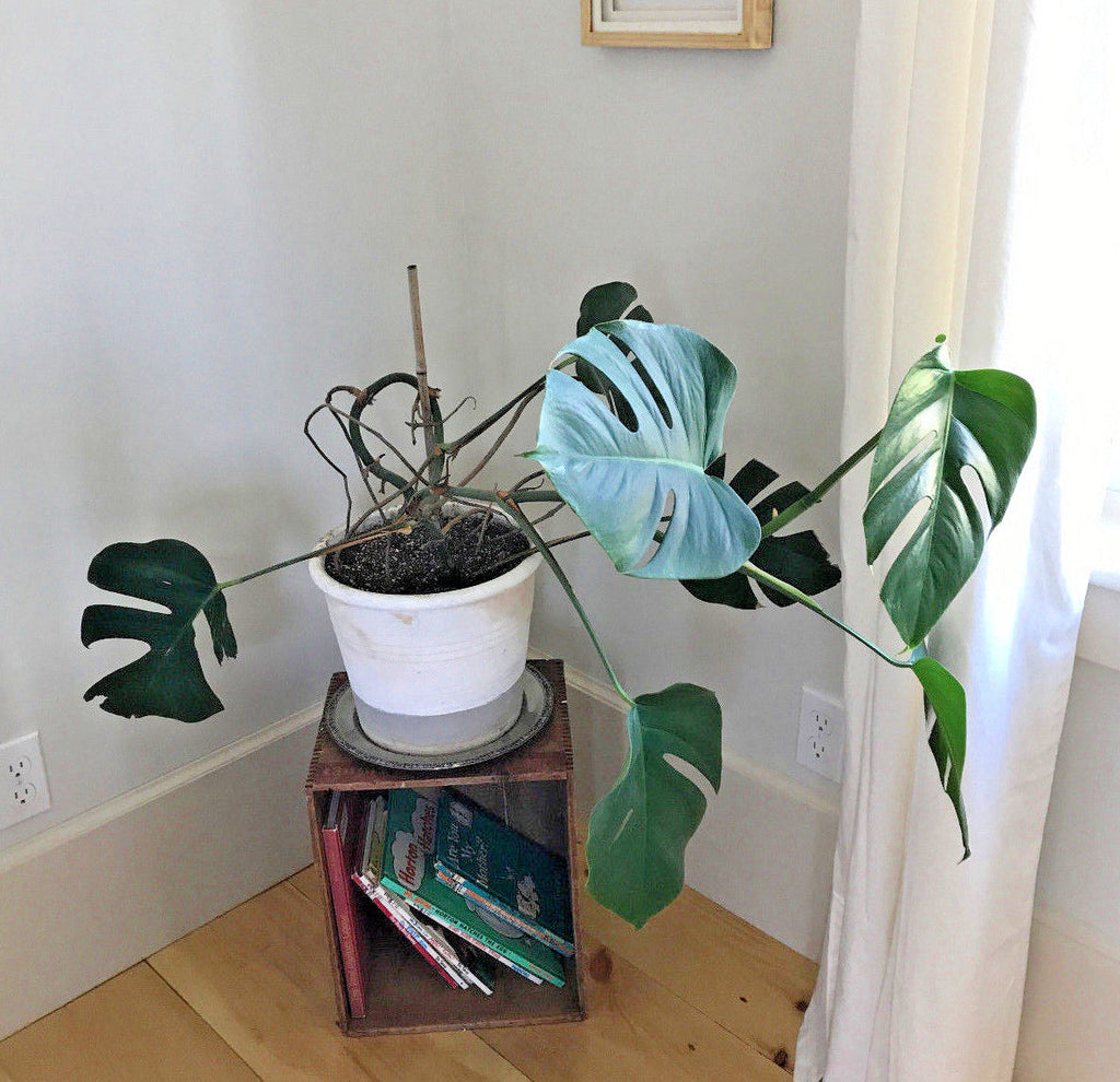 chopping monstera Monstera Deliciosa Cuttings for Starter Plant – Monstera Supply Co