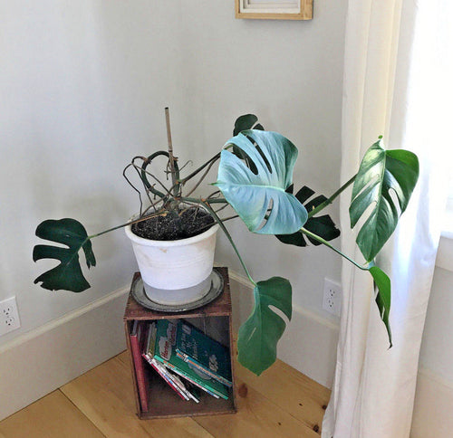 Monstera Deliciosa Cuttings for Starter Plant  Monstera Supply Co.