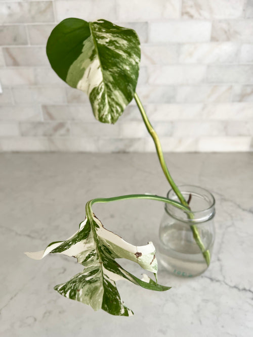 High White Variegation Monstera Cutting with Great Stem Variegation