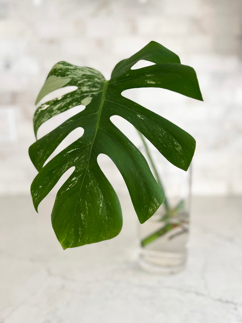 Large Leaf Variegated Monstera Cutting with 1 Large Mature Leaf