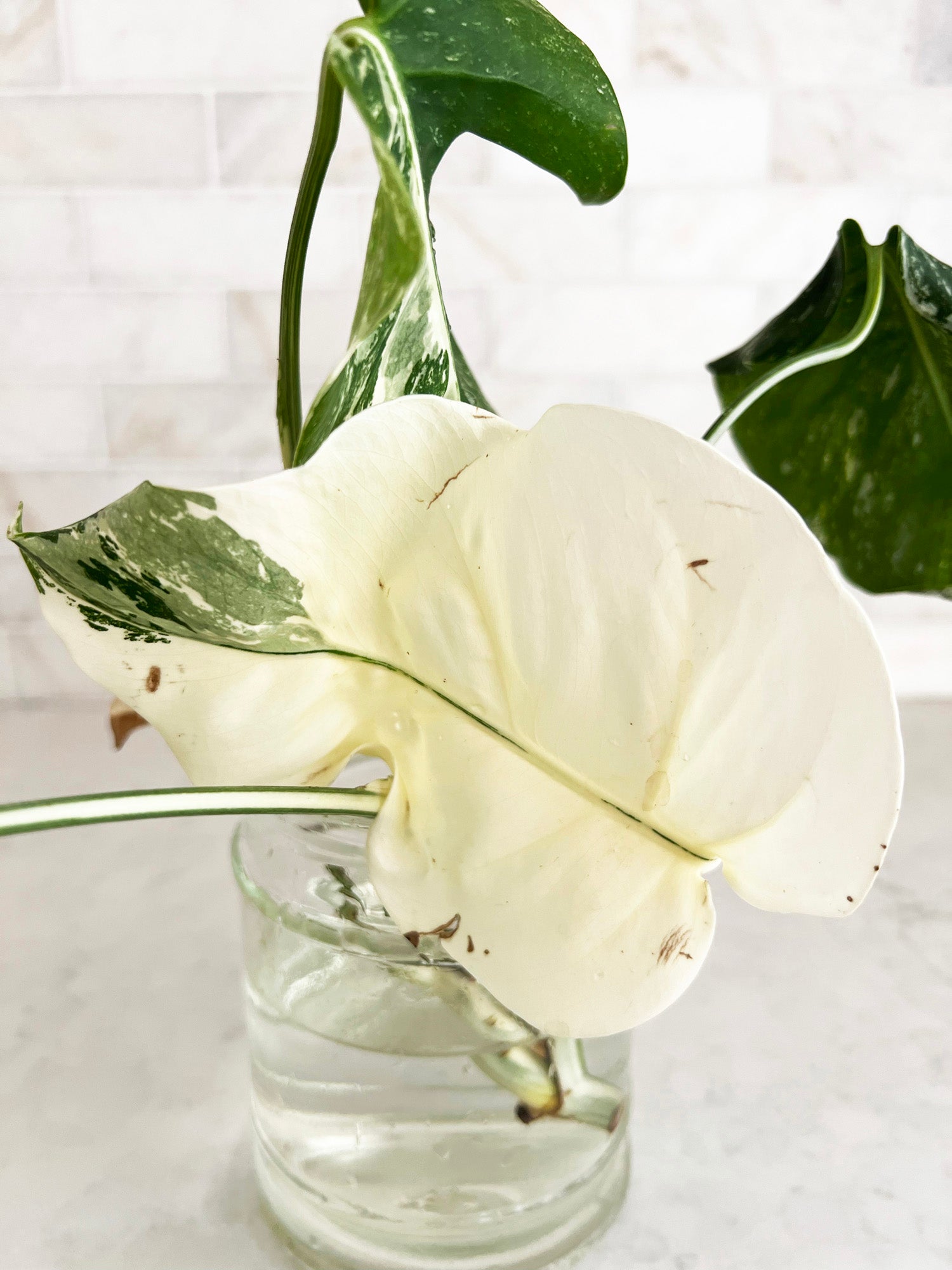 all white monstera Variegated Monstera Albo Borsigiana Cutting - 4 Leaves