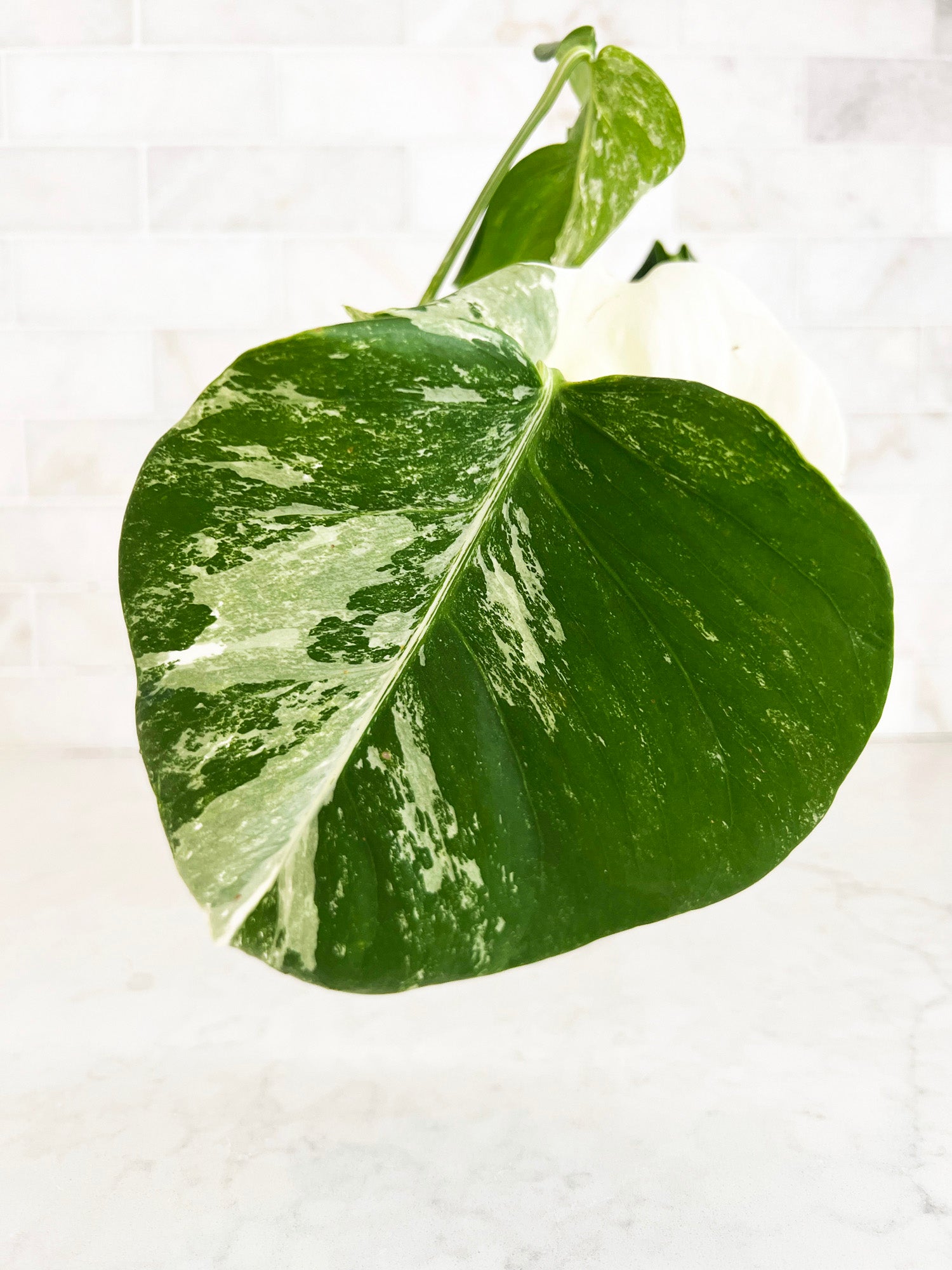 Variegated Monstera Albo Borsigiana Cutting - 4 Leaves - One High White Variegation