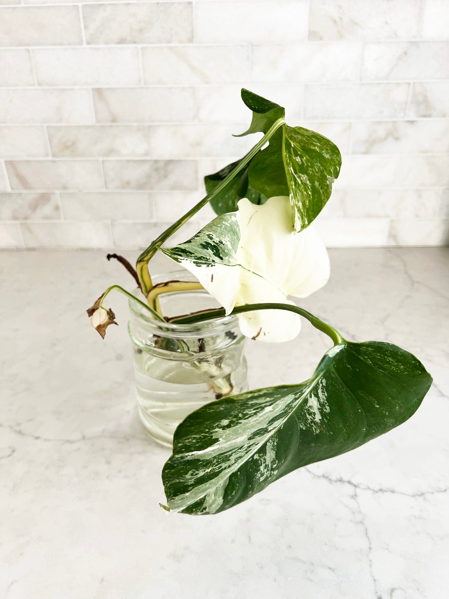 Variegated Monstera Albo Borsigiana Cutting - 4 Leaves - One High White Variegation