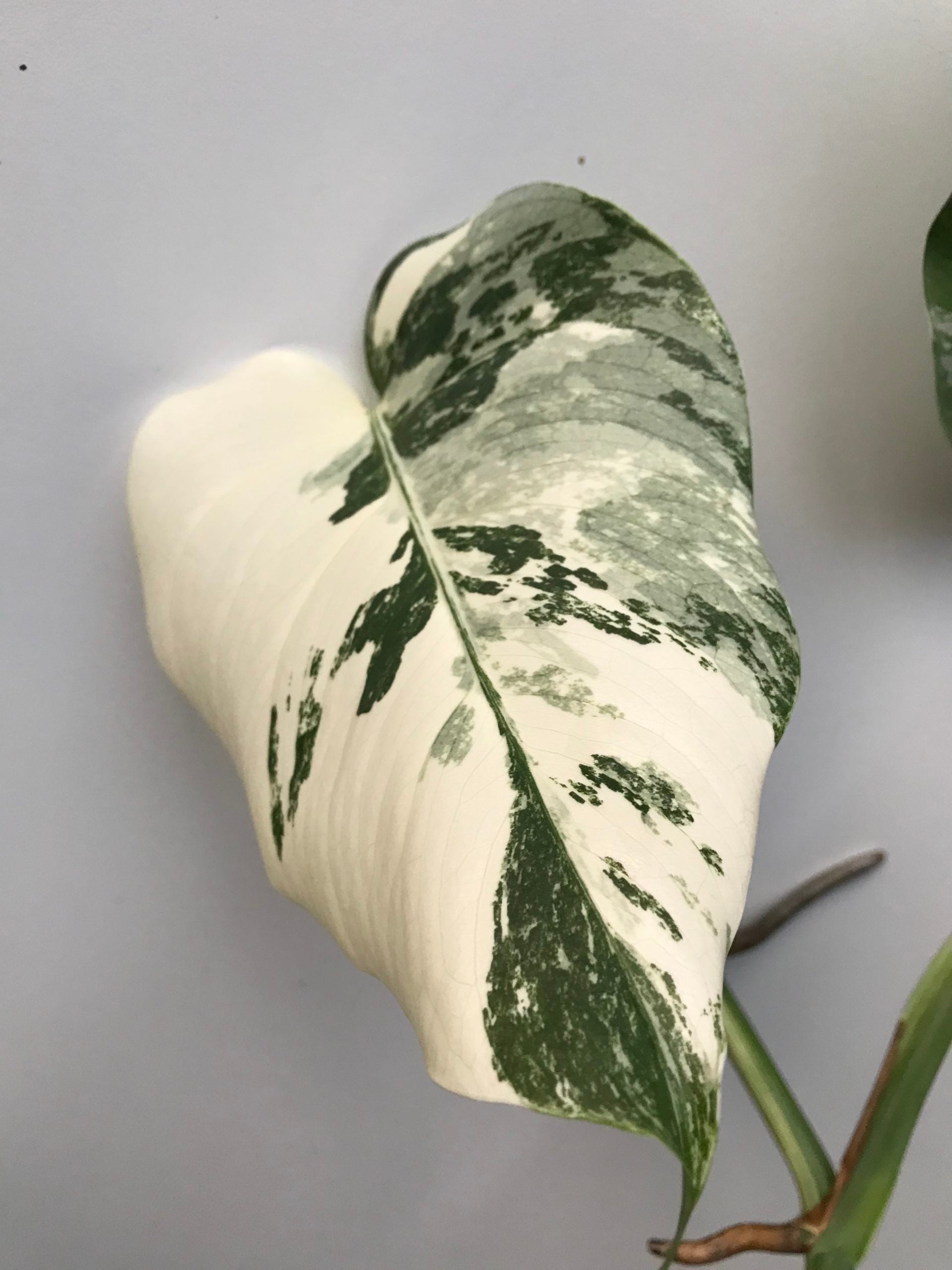 rare white monstera deliciosa Rare White Variegated Monstera Deliciosa (Borsigiana) – Monstera Supply Co