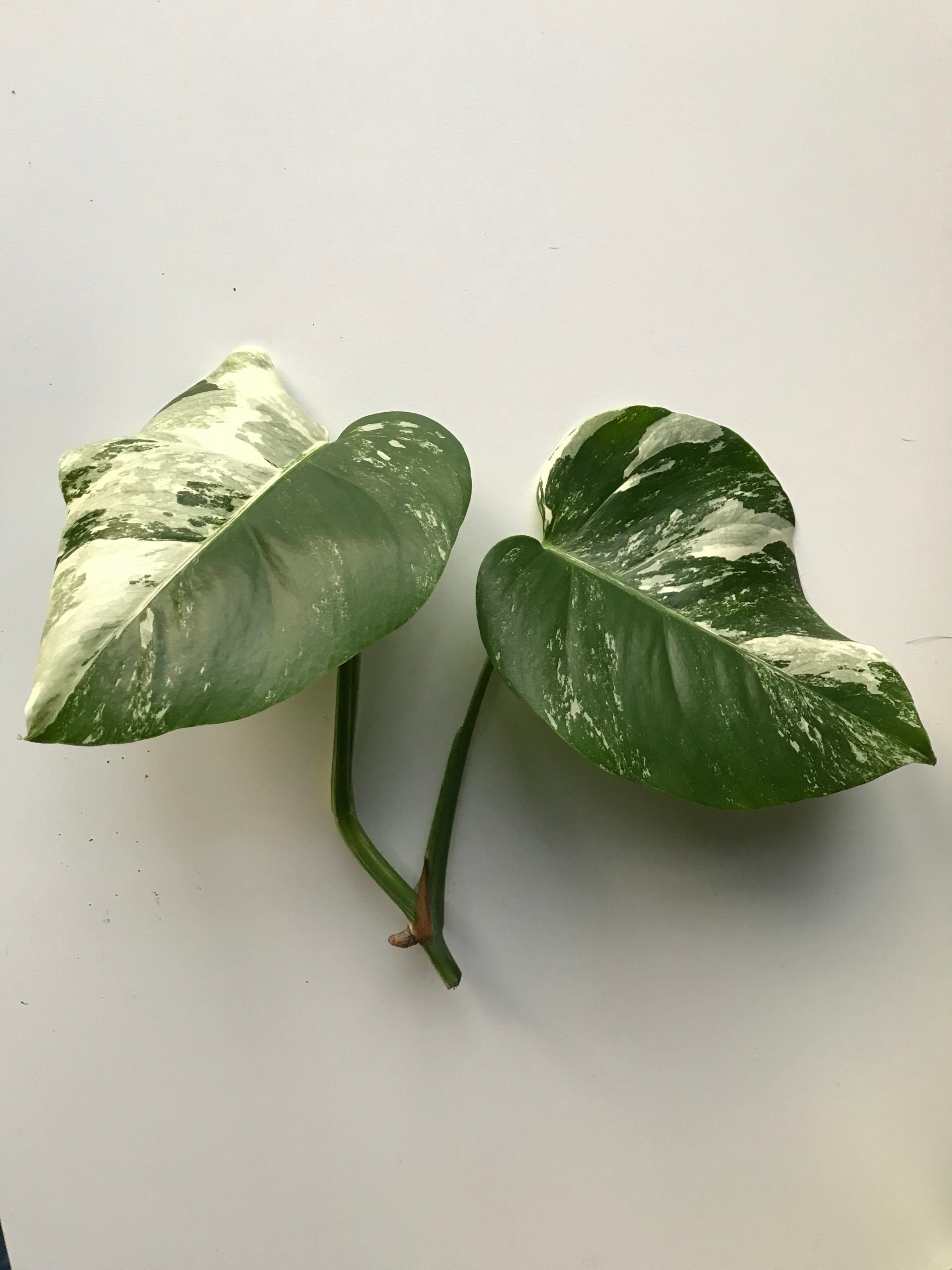 monstera deliciosa borsigiana priser Rare White Variegated Monstera Deliciosa (Borsigiana) – Monstera Supply Co