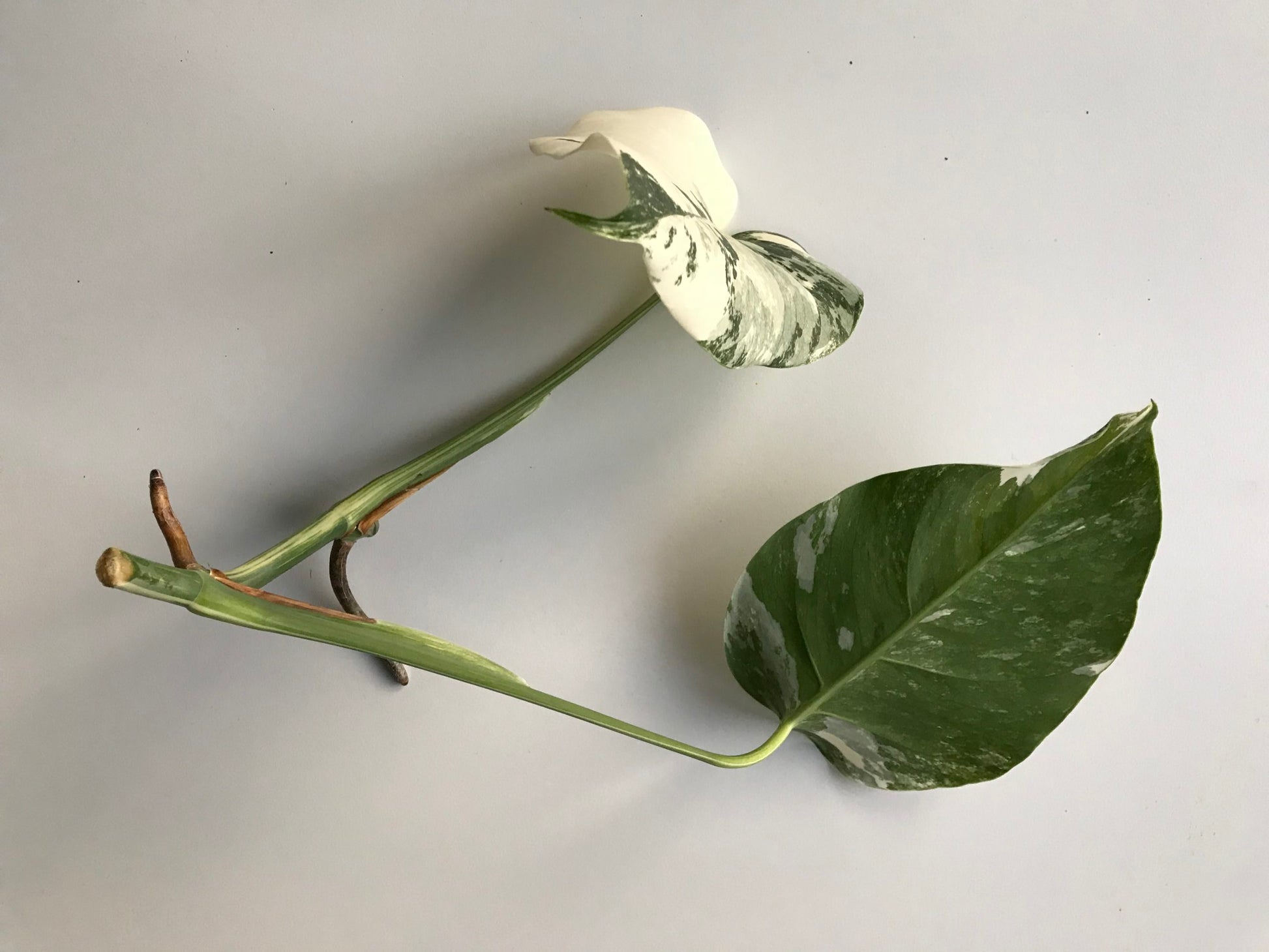 white monstera deliciosa for sale Rare White Variegated Monstera Deliciosa (Borsigiana) – Monstera Supply Co