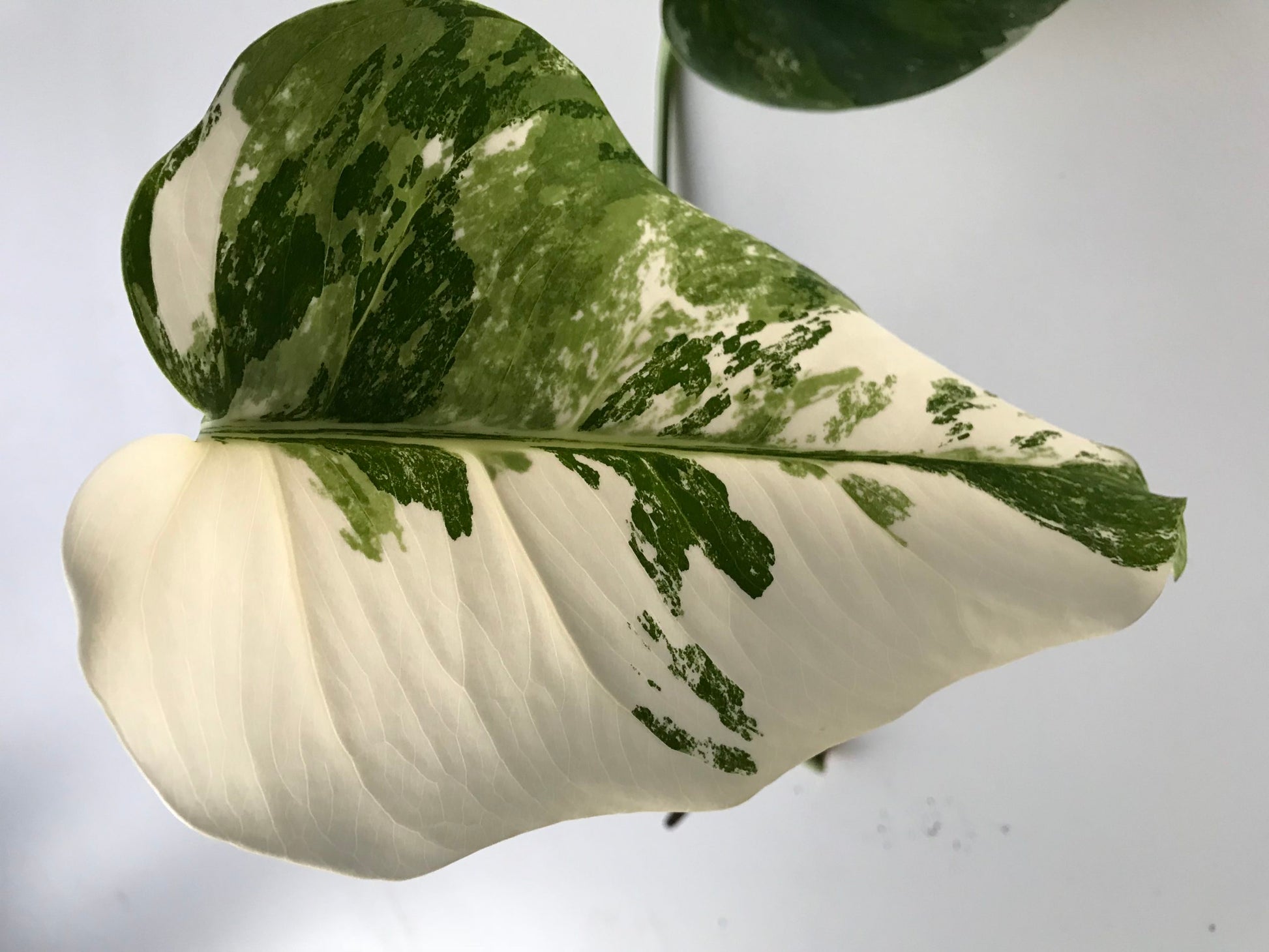 monstera deliciosa borsigiana priser Rare White Variegated Monstera Deliciosa (Borsigiana) – Monstera Supply Co