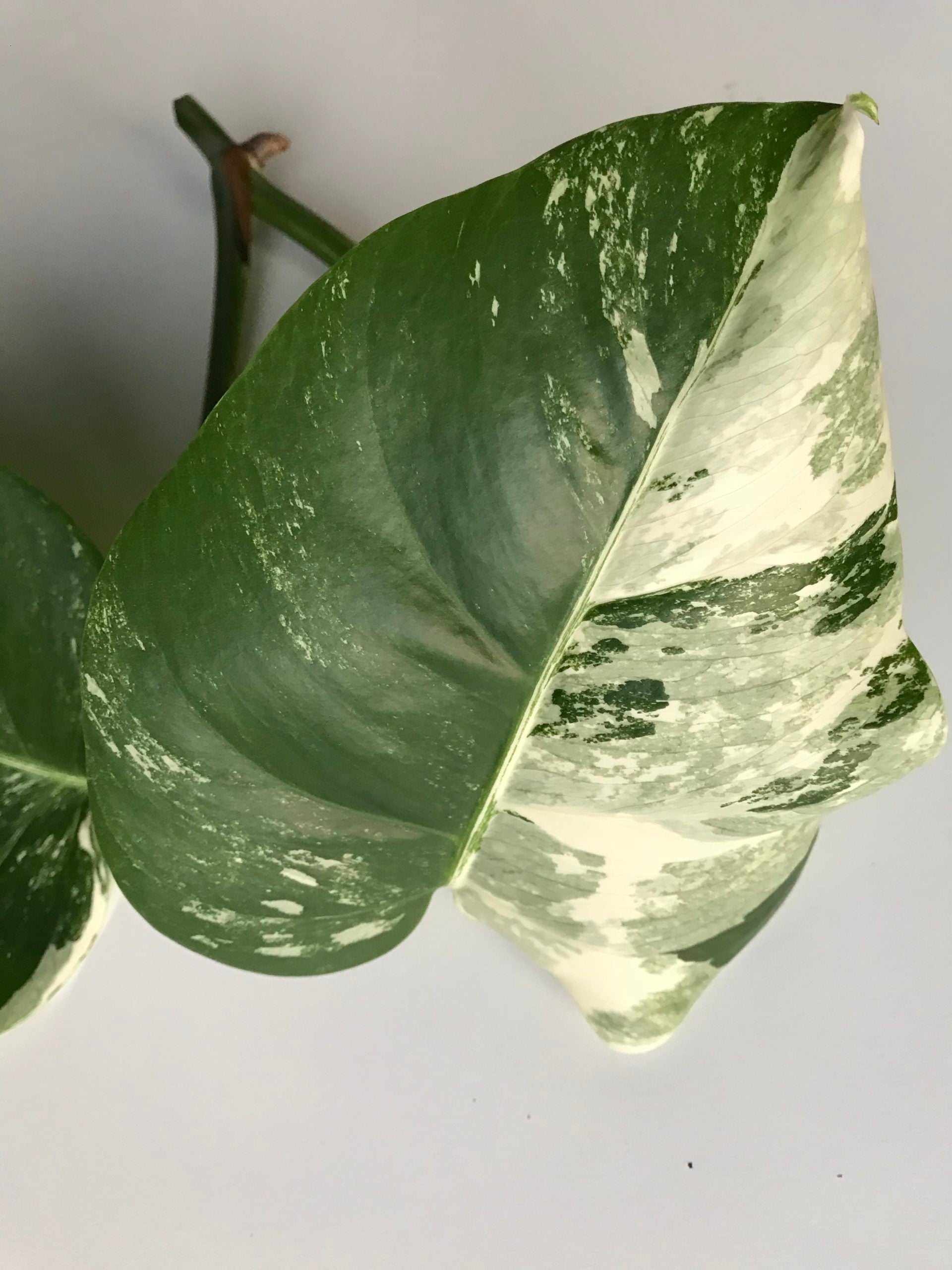 monstera deliciosa borsigiana priser Rare White Variegated Monstera Deliciosa (Borsigiana) – Monstera Supply Co