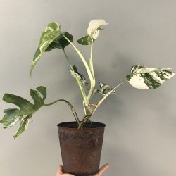 Rare White Variegated Monstera Deliciosa Borsigiana