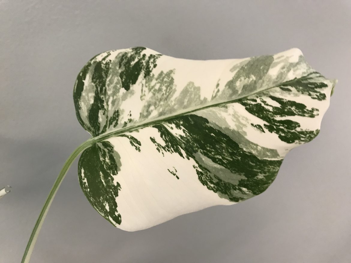 White Variegated swiss cheese plant