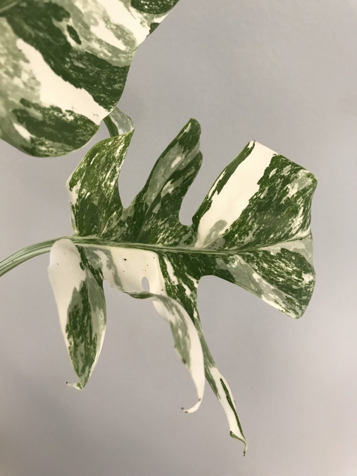 White Variegated Monstera Deliciosa plant for sale