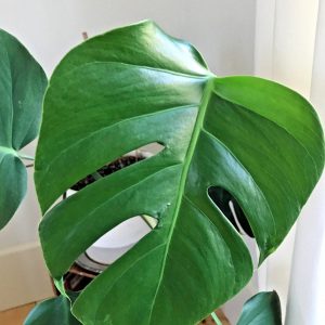 monstera deliciosa plant cuttings for sale