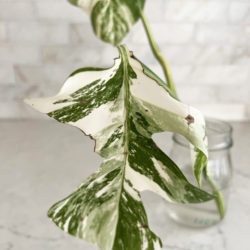 High White Variegation Monstera Cutting with Great Stem Variegation